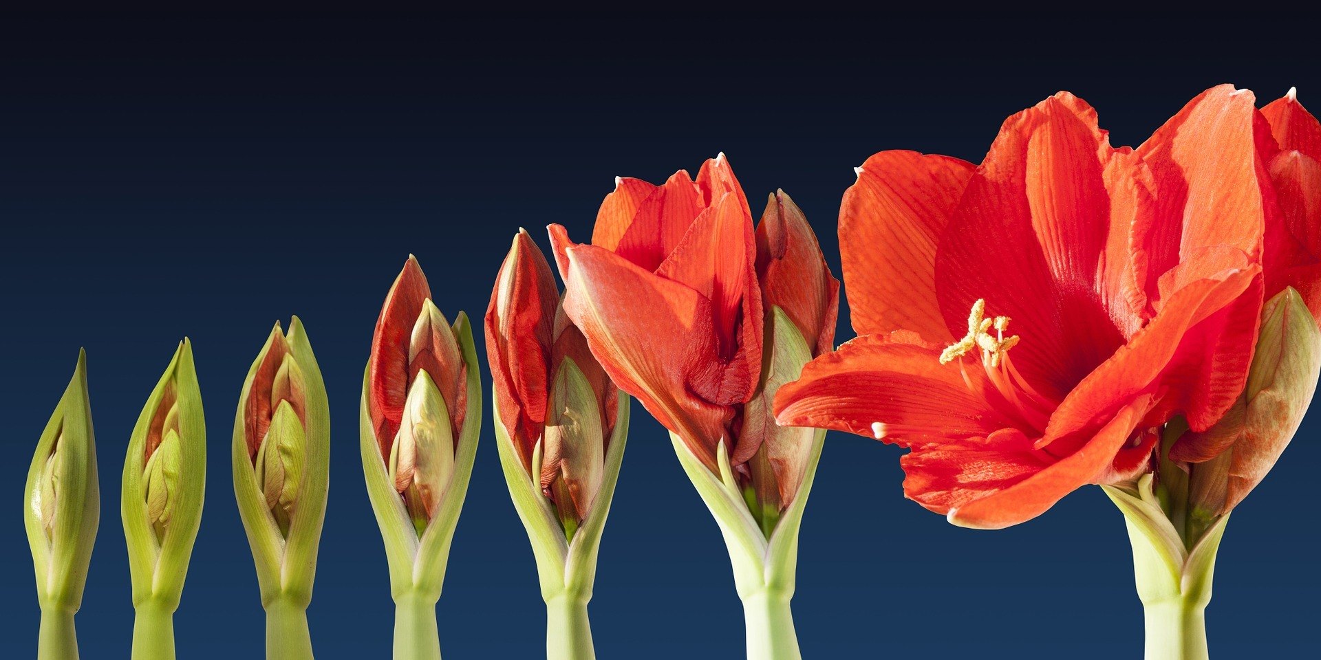 Amaryllis Growing in Stages