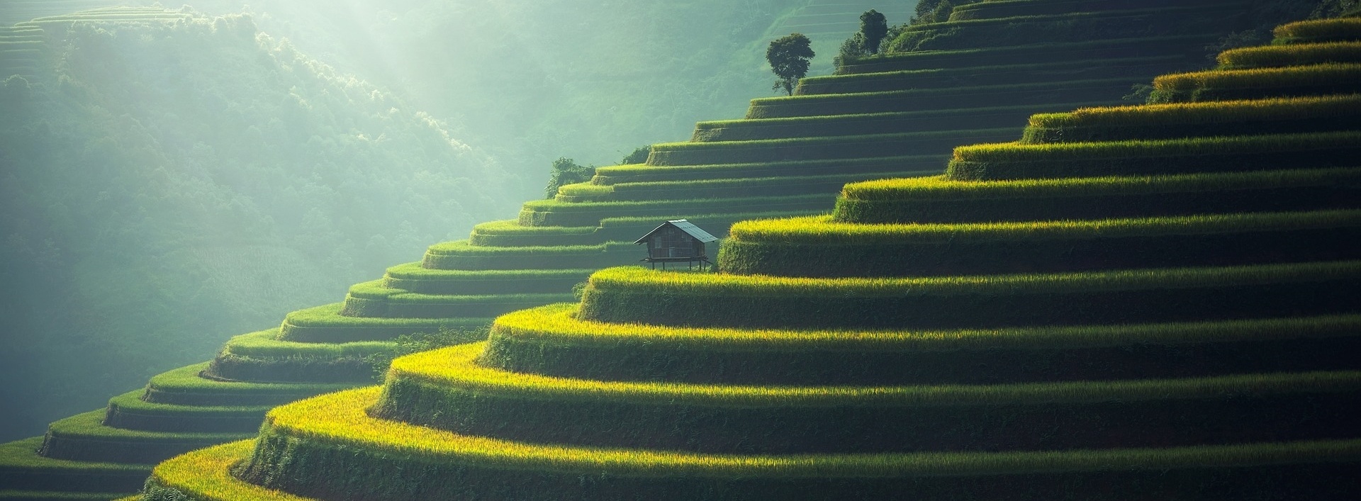 Rice Plantation